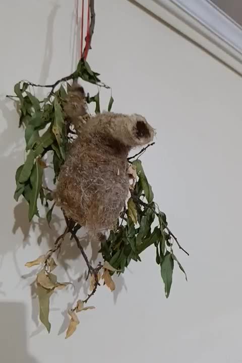 لانهبلبل|لوازم جانبی حیوانات|ایجرود, |دیوار