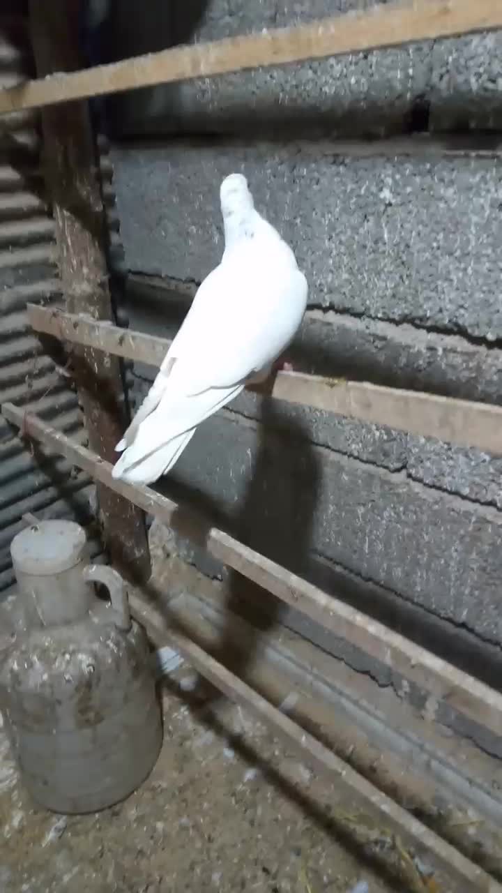 کبوتر گرفته شده|حیوانات|رشت, لاکان|دیوار