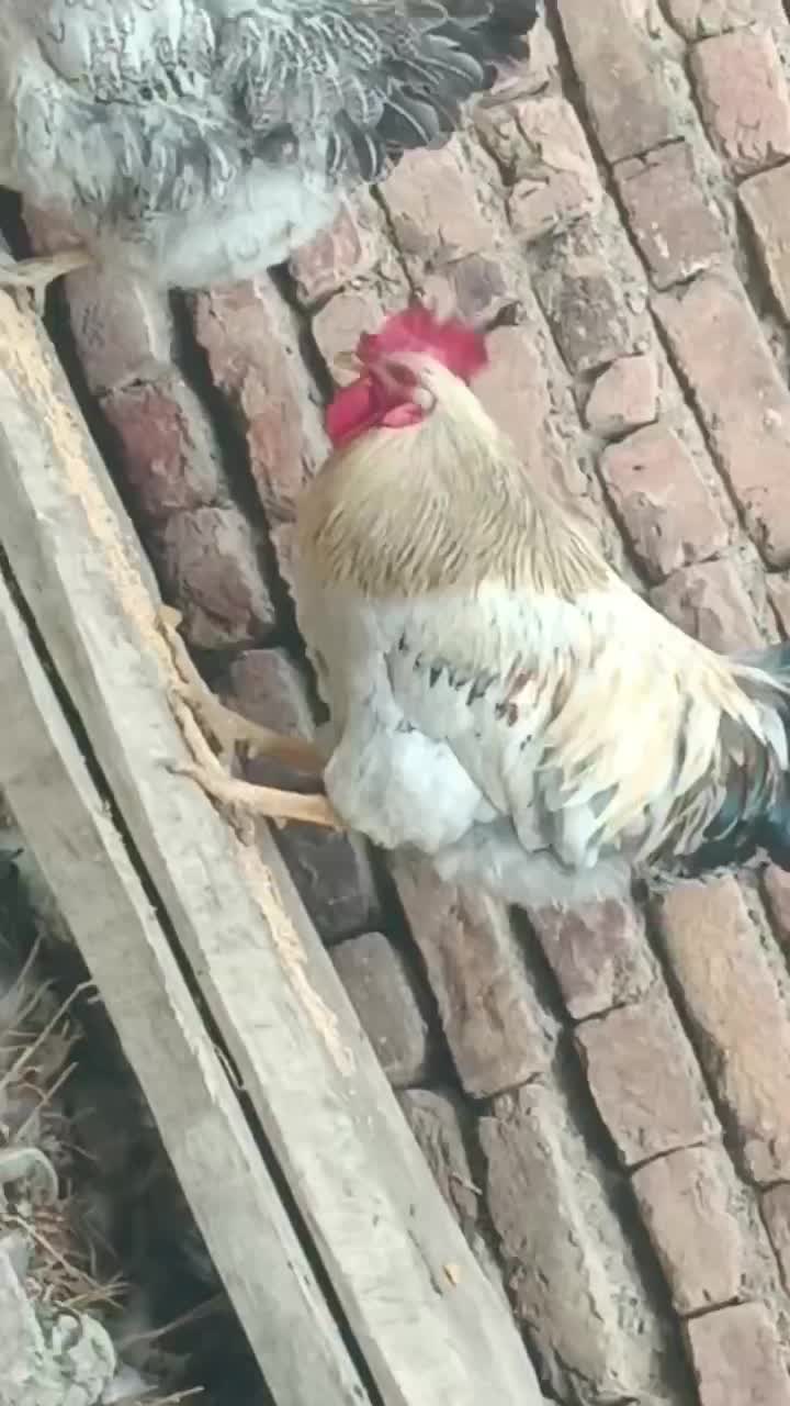 دوعدد قوغاز و یک خروس|حیوانات مزرعه|نوشین شهر, |دیوار