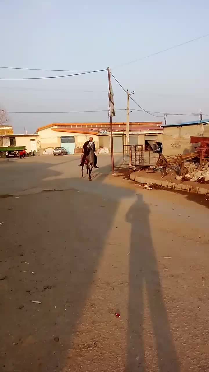 اسب نریان سر دم گیر چهار ساله|اسب و تجهیزات اسب‌سواری|اردبیل, |دیوار