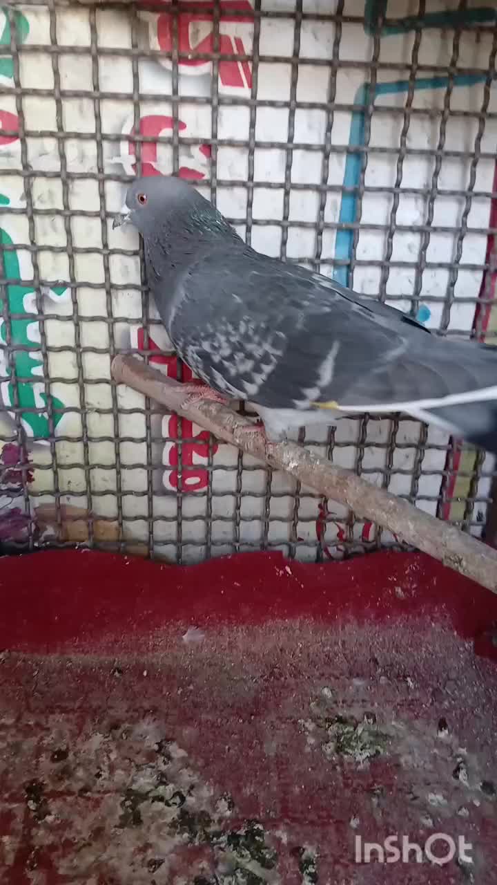 کبوتر|حیوانات|قم, نیروگاه|دیوار