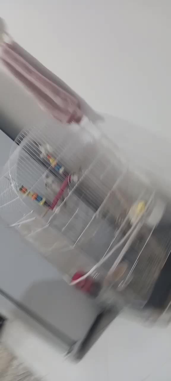 عروس هلندی|پرنده|مشهد, بهارستان|دیوار