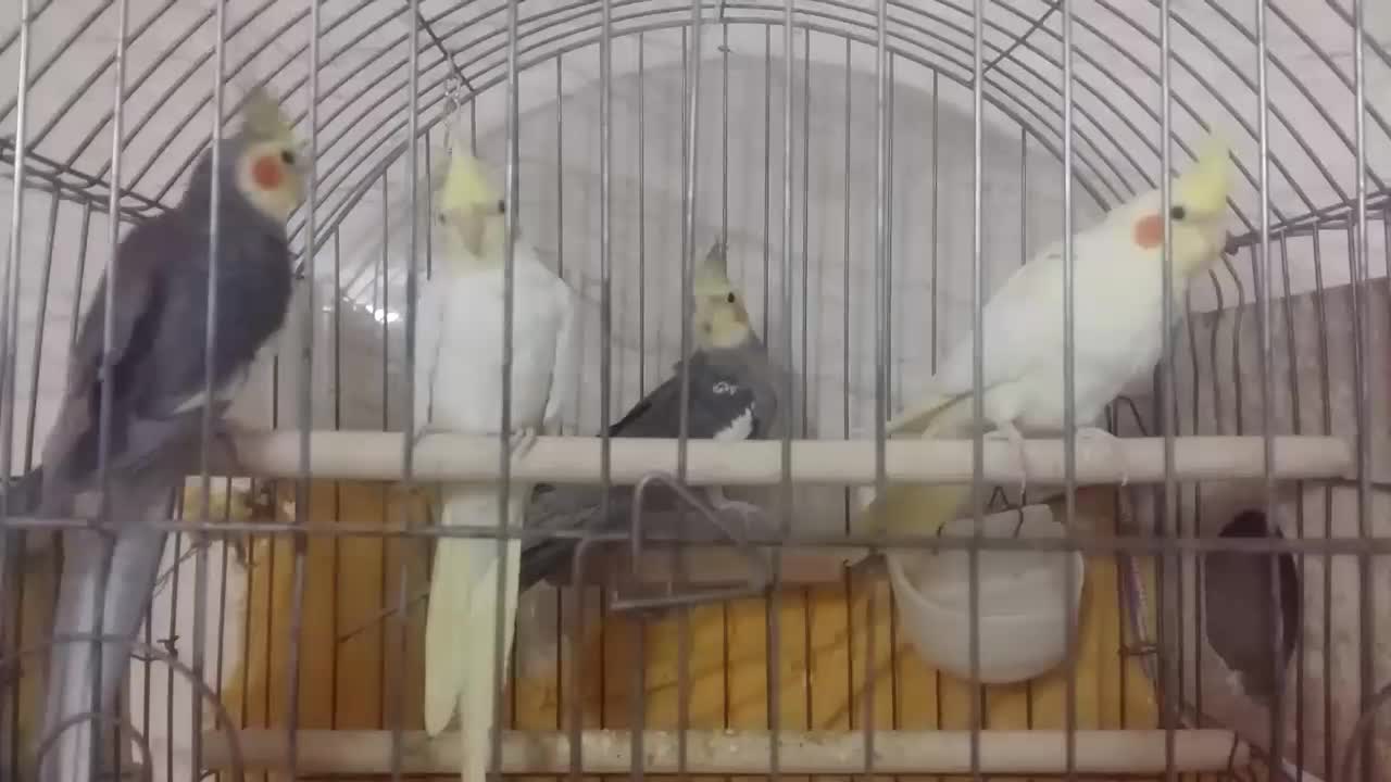 عروس هلندی|پرنده|اردکان, |دیوار