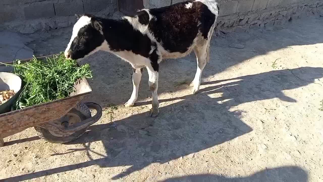 گوساله ماده از گاو هلشتاین اصلی|حیوانات مزرعه|مهرستان, |دیوار