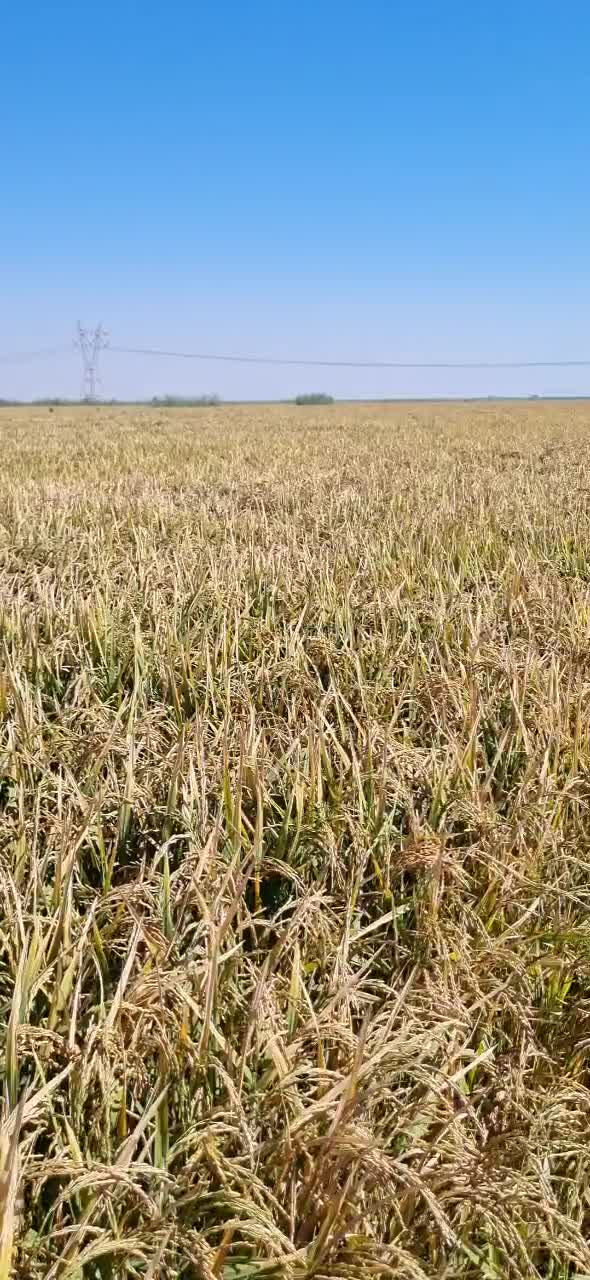 چلتوک (شلتوک)عنبربو|عمده‌فروشی|دوگنبدان, |دیوار