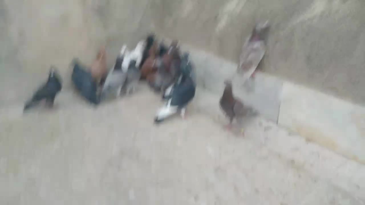 آلمانی بوم|پرنده|مشهد, رده|دیوار