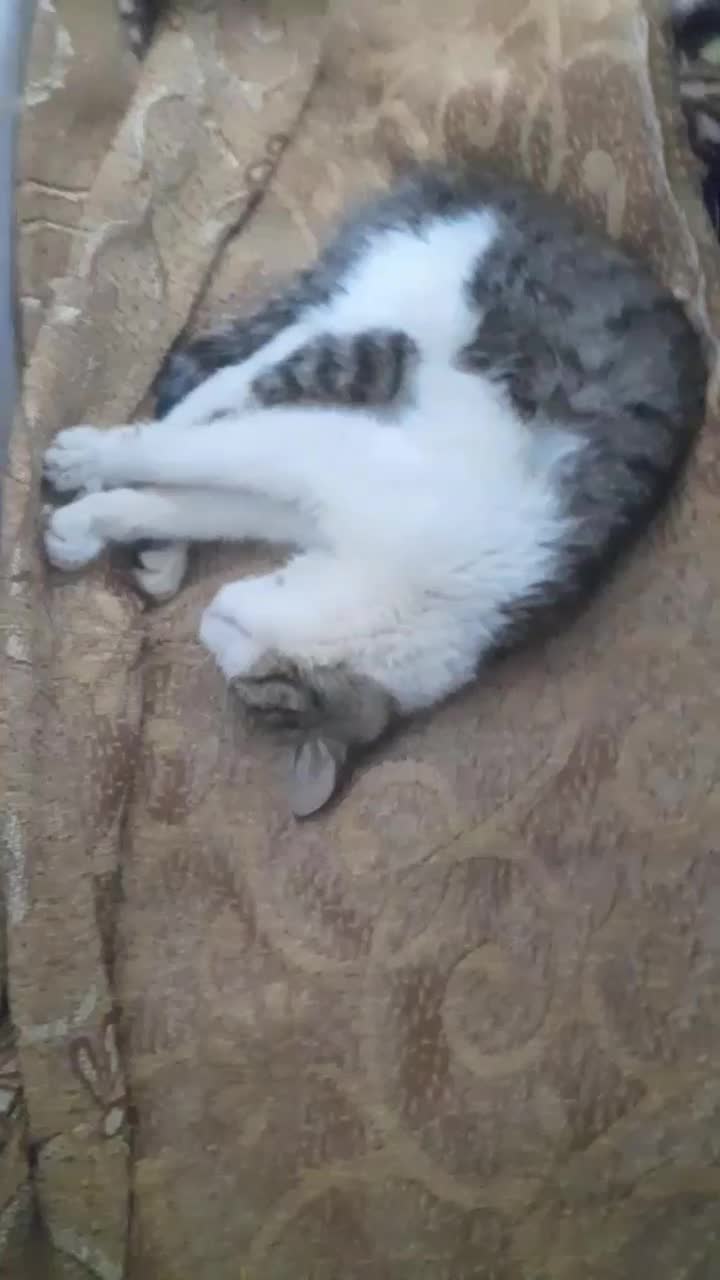 گربه گمشده|حیوانات|تربت جام, شاد|دیوار