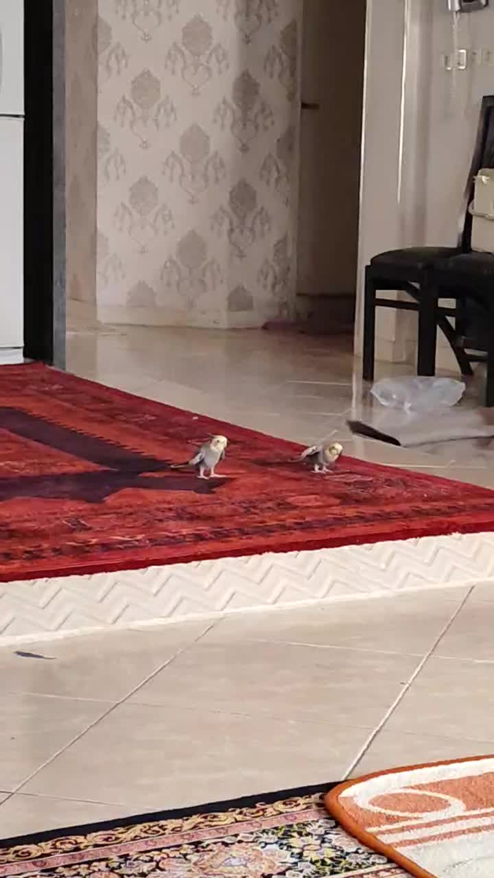 عروس هلندی|پرنده|اصفهان, روشن‌دشت|دیوار
