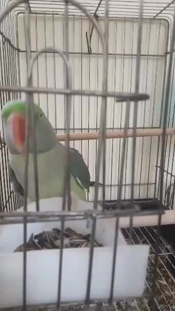 شاه طوطی رام رخ در رخ سخنگو|پرنده|ساری, |دیوار