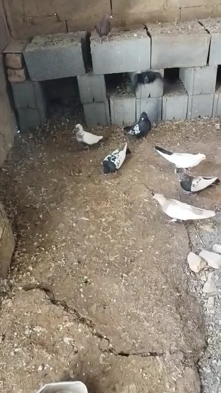 فروش دسته بهبهانی|پرنده|مرودشت, محمد آباد|دیوار