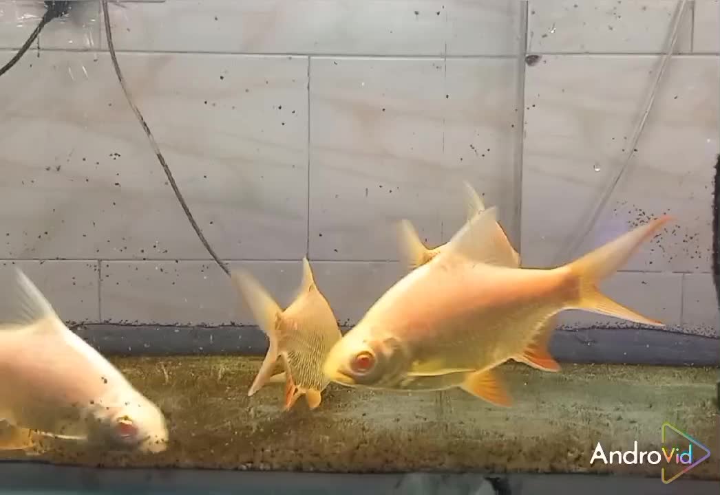 بارب حلب طلایی دم قرمز|ماهی|هشتگرد, شهرک راه آهن|دیوار