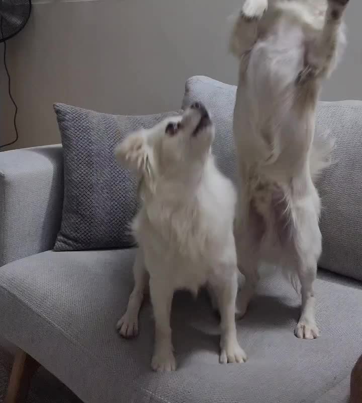 ۲ عدد سگ پاپی و توله های تازه به دنیا آمده بازیگوش|سگ|ابریشم, |دیوار