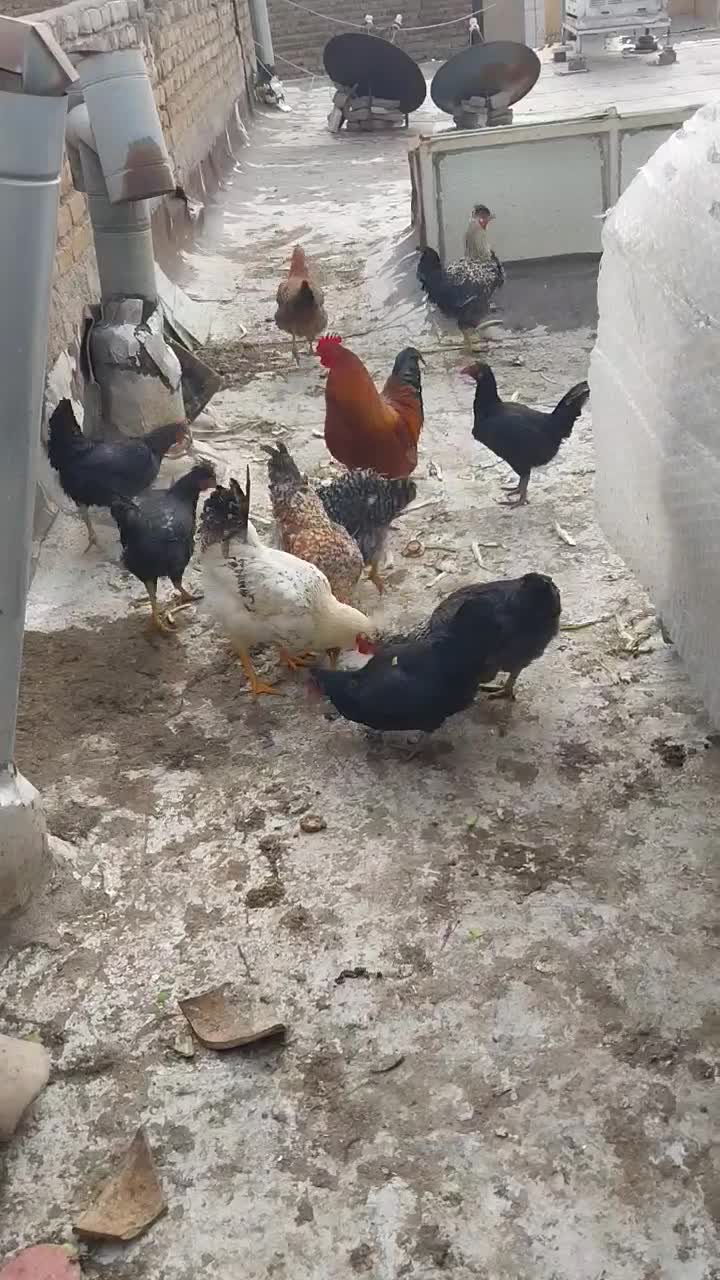 مرغ و خروس|حیوانات مزرعه|قزوین, |دیوار