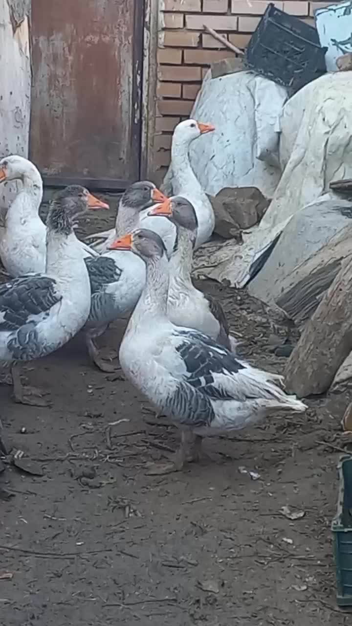 مولد غاز محلی اصیل|حیوانات مزرعه|شاهرود, |دیوار