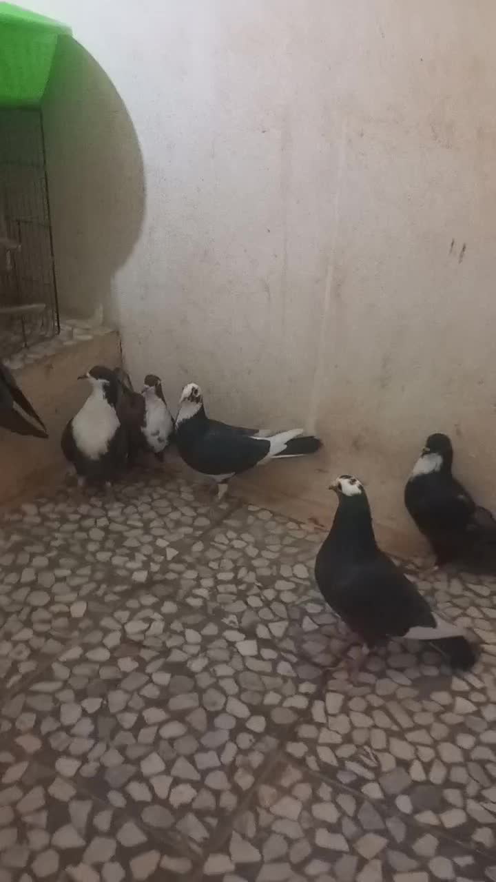 کبوتر جوانه|پرنده|هامون, |دیوار