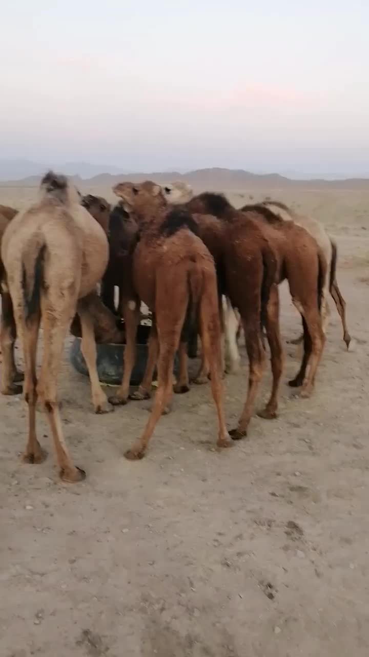 شتر فروشی|حیوانات مزرعه|سرایان, |دیوار