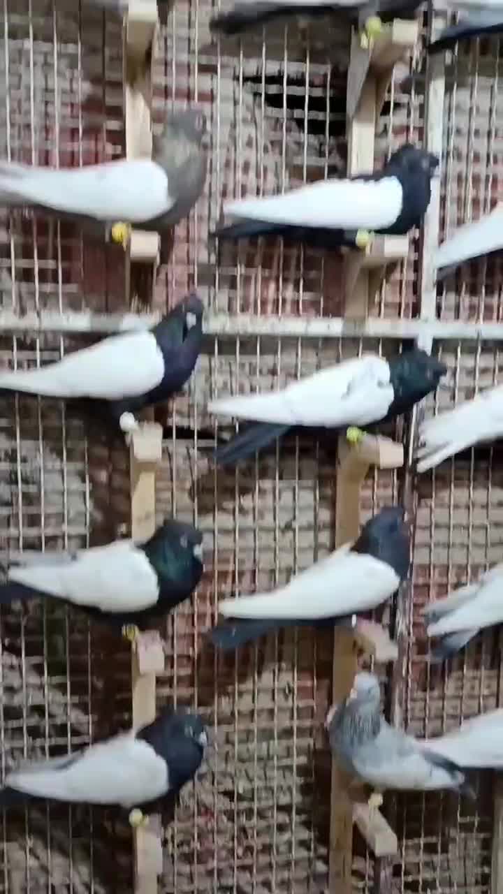 کبوتر رنگی|پرنده|مرودشت, تخت جمشید|دیوار