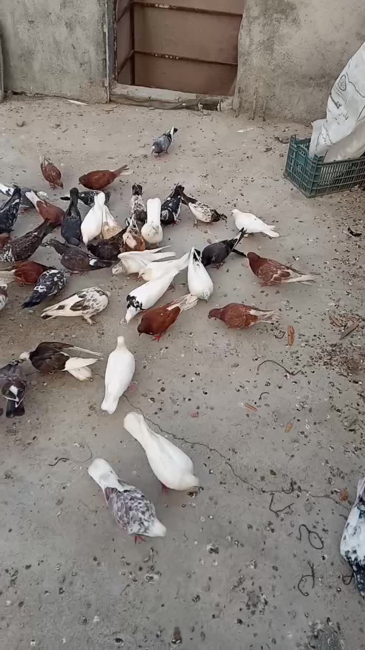 کفتر|پرنده|فاضل آباد, |دیوار