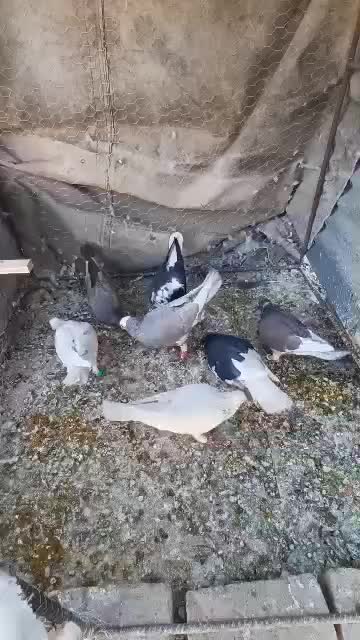 کفتر نر و ماده هوایی تنگ|پرنده|شیراز, پودنک|دیوار