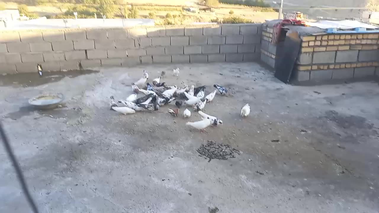 کبوتر|پرنده|سیوان, |دیوار