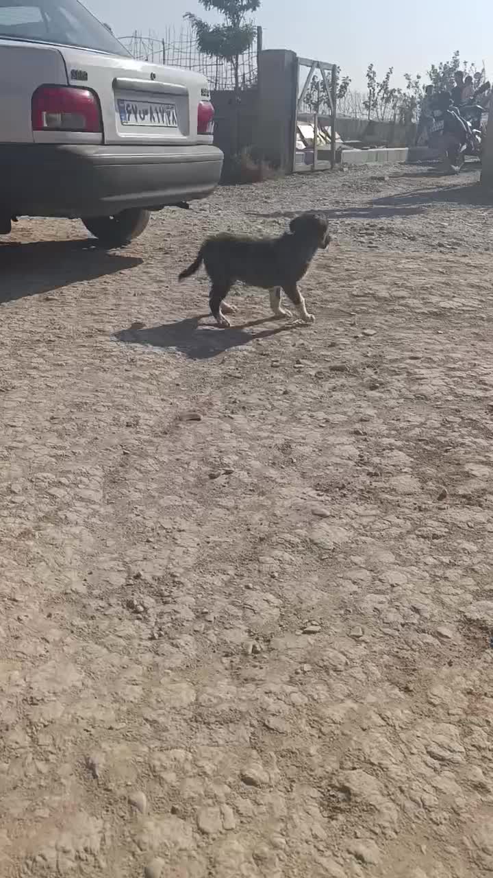 توله سگ دو رگ افغان|سگ|ماهدشت, |دیوار