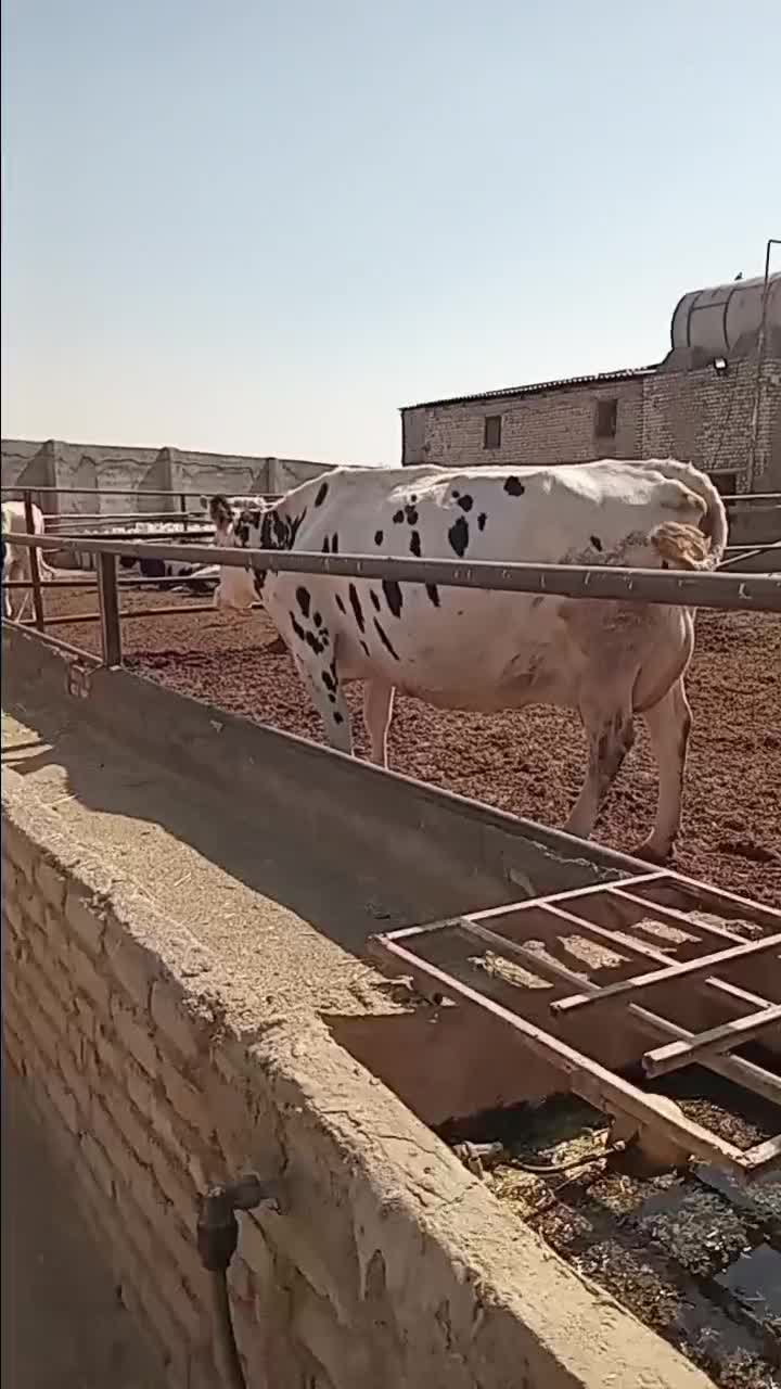 گاو ماده|حیوانات مزرعه|مشهد, شهید شهریاری|دیوار