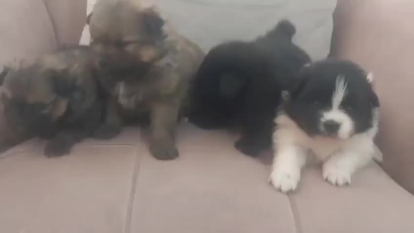 پامر روباهی|سگ|شاهرود, |دیوار