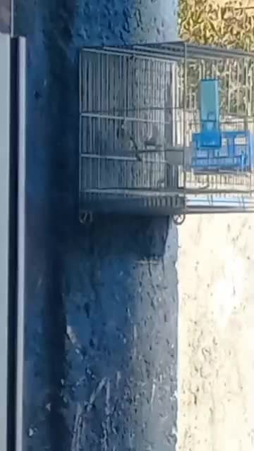 یاسمین طوسی نر و ماده پلاک پا|پرنده|شیراز, کوشک میدان|دیوار