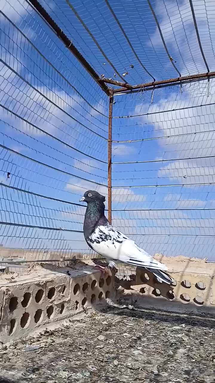 کله سیاه پرشی|پرنده|تربت جام, جامرود|دیوار