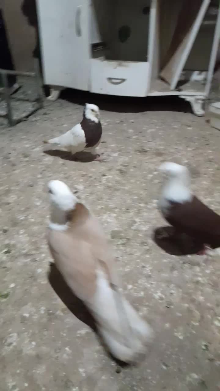 کفتر پرشی|پرنده|نیشابور, مازول|دیوار