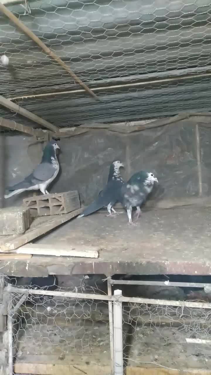 کبوتر سینه ساده کرمانی|پرنده|مشهد, کوی المهدی|دیوار