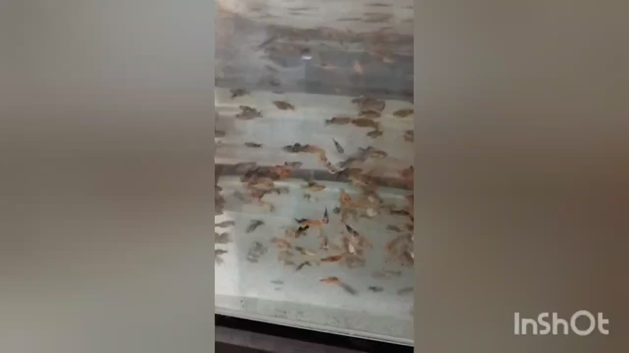 ماهی مولی و ماهی گلی مولد|ماهی|لار, |دیوار