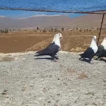 پرنده|پرنده|شیراز, کوشک بیدک|دیوار