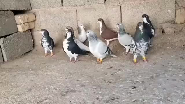 کفتر شهری|پرنده|رونیز, |دیوار