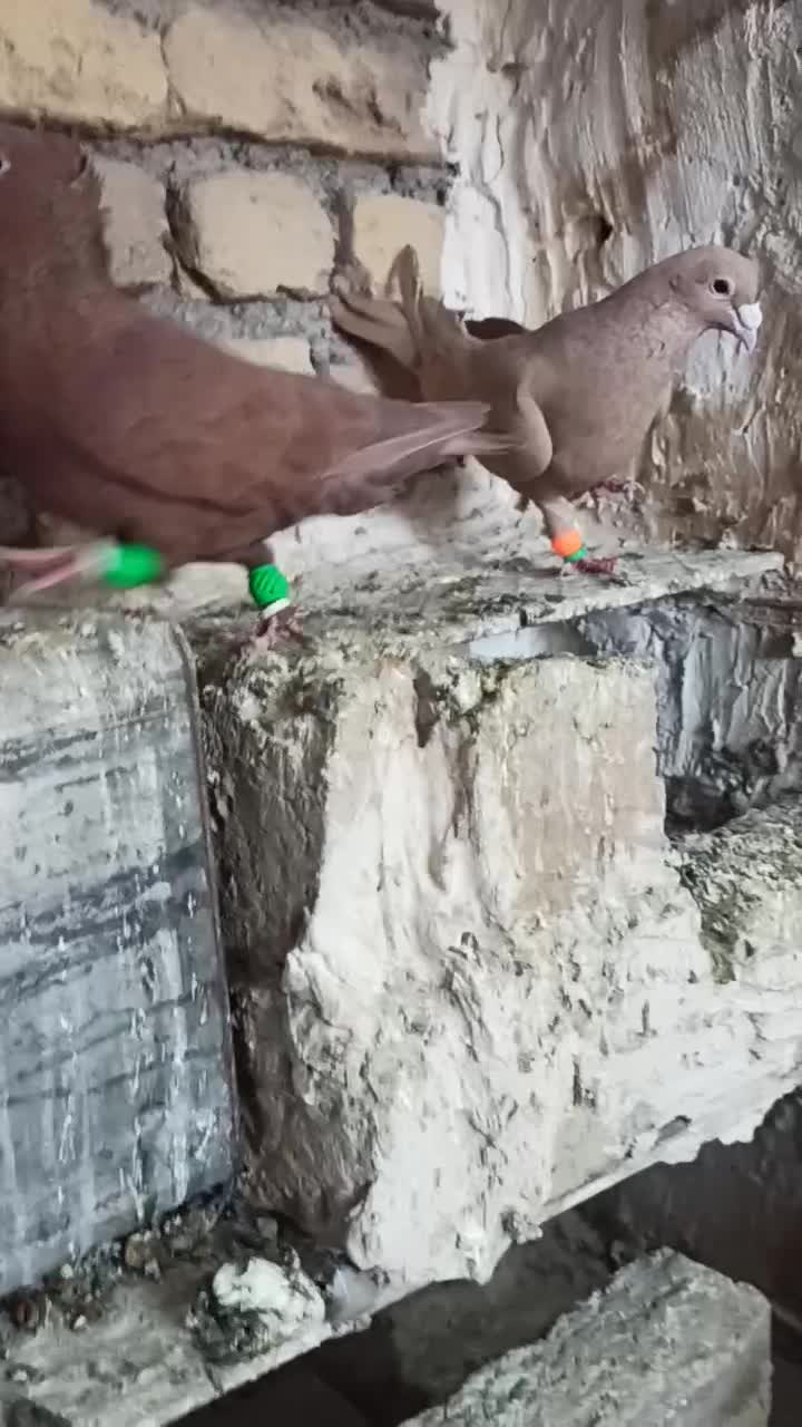 جفت نرماده کرمانی|پرنده|تربت‌حیدریه, پائین ولایت|دیوار