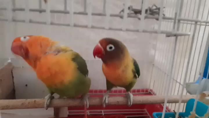 طوطی مولدکارداده خونگی دستی دوتومن|پرنده|نجف‌آباد, قلعه سفید|دیوار