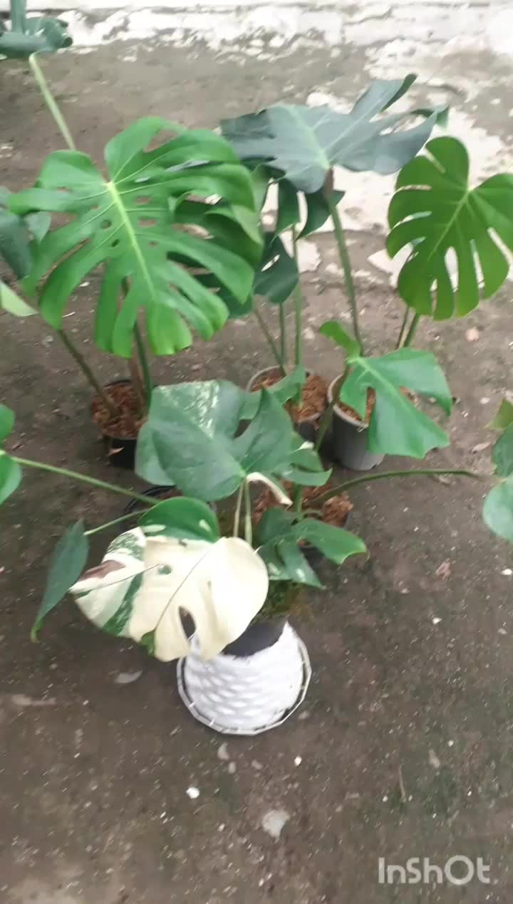 گل های گوناگون|گل و گیاه طبیعی|آستارا, |دیوار