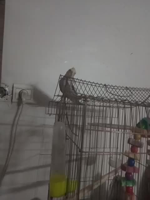 فروش عروس هلندی|پرنده|قدس, شهر‌قدس|دیوار