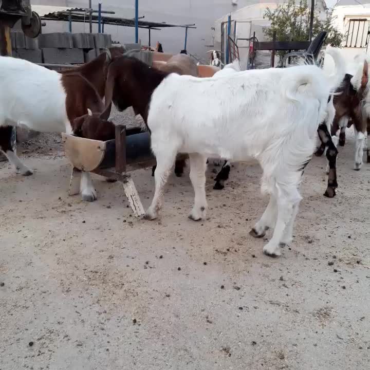 بزغاله دورگ بوئر|حیوانات مزرعه|سمنان, |دیوار