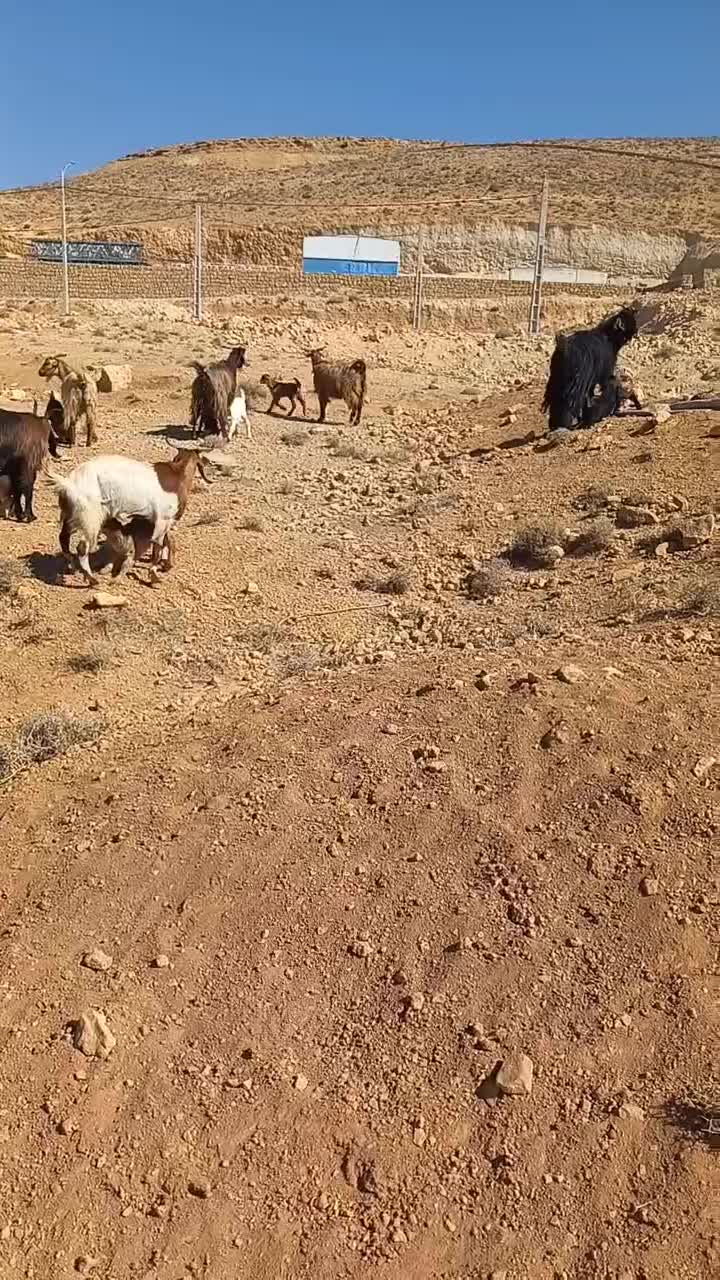 ۱۱ راس بز کهره دار جوان ترکی|حیوانات مزرعه|شیراز, کوشک میدان|دیوار