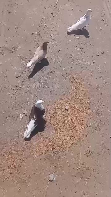 کبوتر گره درجای|پرنده|میناب, |دیوار