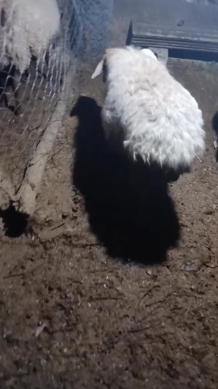 میش|حیوانات مزرعه|بجنورد, |دیوار