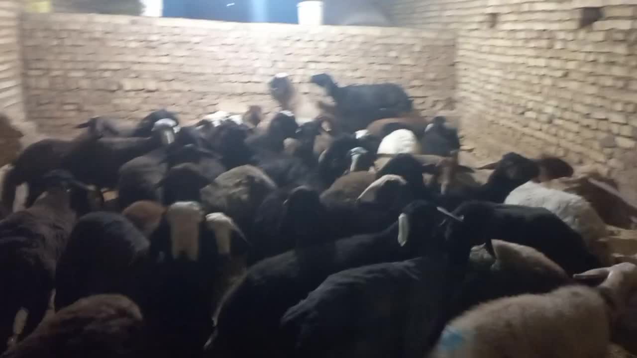 افشاری آبستن و میش و بره|حیوانات مزرعه|یزد, |دیوار