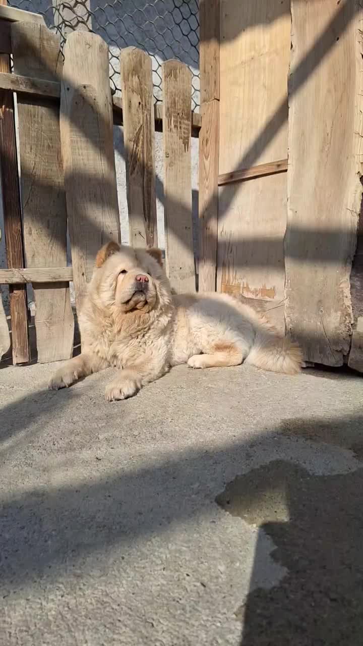 مینی چاو خرسی|سگ|شهریار, رضی آباد بالا|دیوار