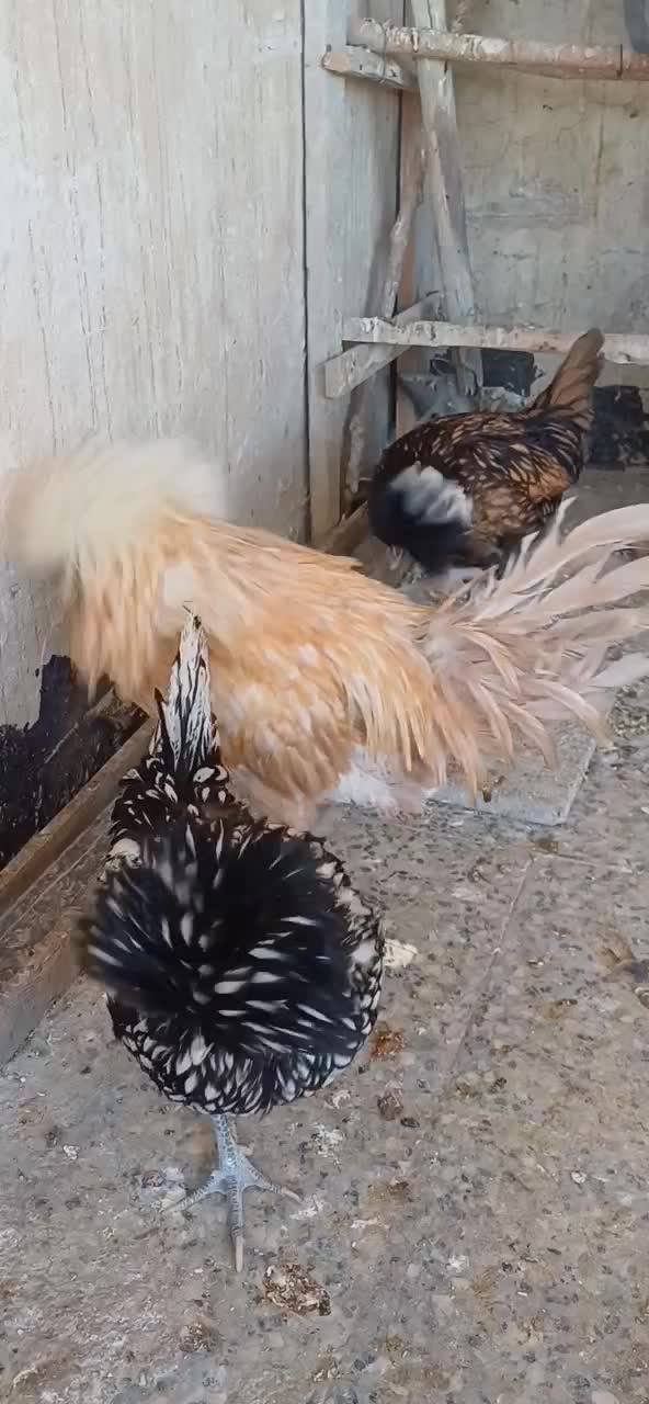 مرغ و خروس|حیوانات مزرعه|بروجرد, |دیوار