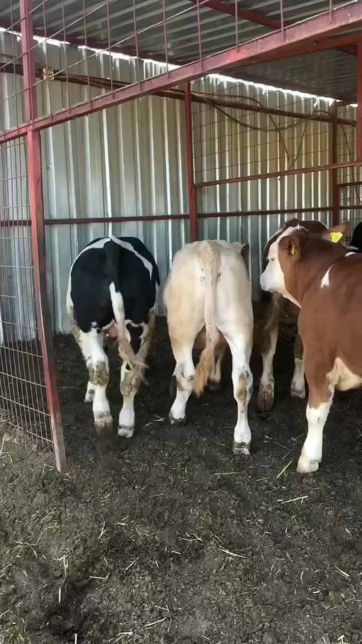 مرکز گوساله های وارداتی|حیوانات مزرعه|بندر ترکمن, |دیوار