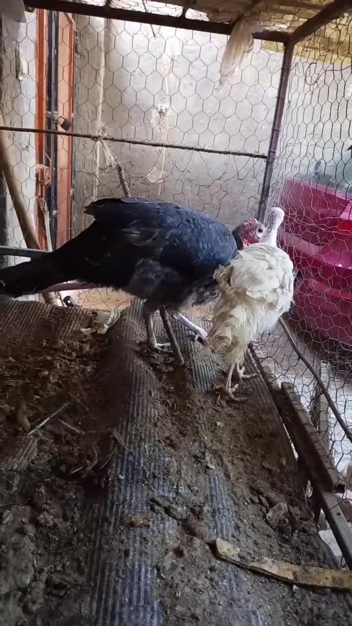 بوقلمون|حیوانات مزرعه|خاش, |دیوار