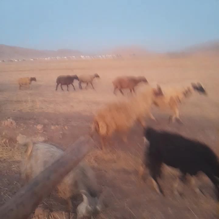 میشه|حیوانات مزرعه|کوهنانی, |دیوار