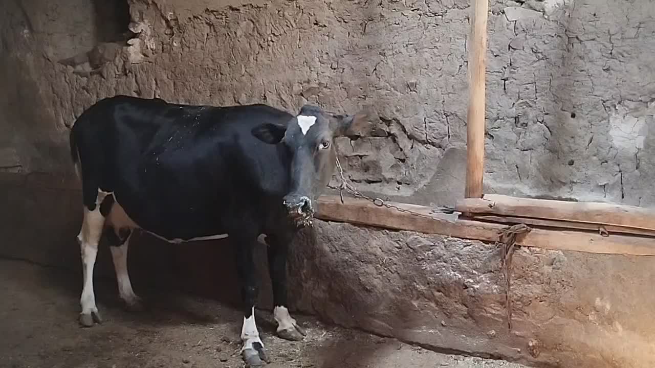 گاو هلشتاین سراب|حیوانات مزرعه|قره پشتلو, |دیوار