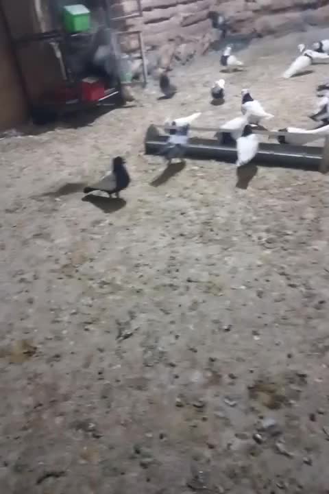 کبوتر سینه ای|پرنده|بابا حیدر, |دیوار